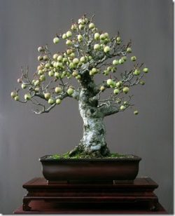 10 Pohon Bonsai Tertua Yang Menjadi Juara Dunia