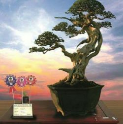 Bonsai Beringin Juara Kontes | Cahunit.com