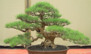 Pohon Cemara Dijadikan Bonsai