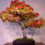 Mengenal Jenis Tanaman Maple Acer Rubrum Buat Bonsai