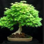 Mengenal Tanaman Acer Palmatum (Maple) Untuk Dijadikan Bonsai