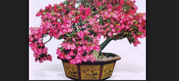 Cara Perawatan Bunga Adenium Agar Berbunga Lebat Paling Simpel