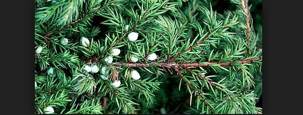 Mengenal Juniperus Communis Tumbuhan Yang Terkenal