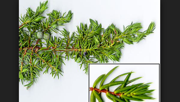 Mengenal Juniperus Communis Tumbuhan Yang Terkenal