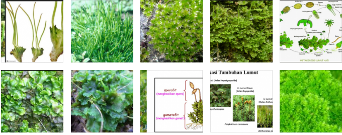  Inilah 50 Ciri-ciri tumbuhan Lumut (Bryophyta) Yang Perlu Diketahui
