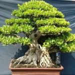 Harga Bonsai Kimeng (Ficus microcarpa) & Cara Membuatnya