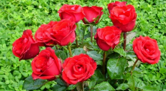 Cara Merawat Bunga Mawar Supaya Rajin Berbunga