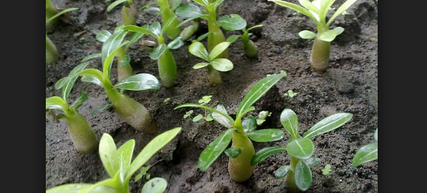 Cara Setek Bunga Adenium Bonsai Cepat Menumbuhkan Tunas Baru Pada Batang