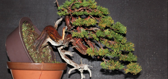 Cara Membuat Style Bonsai Pinus Stampede Ponderosa Super Mudah