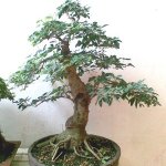 5 Jenis Tanaman Yang Bagus Dijadikan Pohon Bonsai Unik