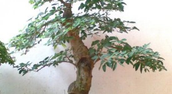 5 Jenis Tanaman Yang Bagus Dijadikan Pohon Bonsai Unik