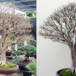 Pohon Bonsai Juniper: Cara Merawatnya Saat Sakit Dengan Mudah