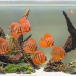 Ikan Hias Aquascape: Untuk Bonsai Aquascape Yang Indah