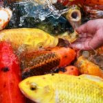 Ikan Koi: Cara Memelihara Dan Merawat Dengan Benar Super Mudah