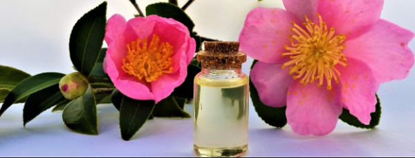 Manfaat Dari Kandungan Minyak Bunga Camellia Sangat Mujarap
