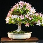 Bonsai Satsuki Azalea (Rhododendron): Cara Perawatan Untuk Pohon Azalea Bonsai