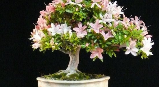 Bonsai Satsuki Azalea (Rhododendron): Cara Perawatan Untuk Pohon Azalea Bonsai