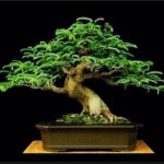 Pohon Bonsai Indah Dan Unik Di Dunia Yang Paling Mempesona