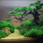 Driftwood: Cara Menanam & Merawat Pohon Bonsai Aquascape