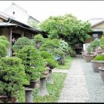 Master Bonsai: Mengenang Mr.Iwasaki Sang Master Dengan Komitmen Kesuksesan Yang Berharga
