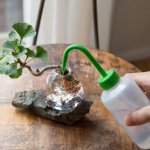 Bonsai Aqua: Cara Mudah Membuat Bonsai Tumbuh Di Media Air