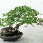 Pohon Bonsai Berry Bahama: Cara Membuat dan Perawatan Tanaman Bonsai Kesayangan Kita