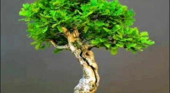 Pohon Quercus SP Atau Pohon Ek bonsai: Mengenal Untuk Membuat & Merawatnya