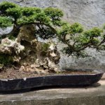 Pohon Bonsai Terlatih Untuk Kesehatan Bonsai Yang Lama