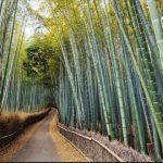 Bonsai Bambu: Dekorasi Interior Eksterior Menggunakan Bambu Super Mudah