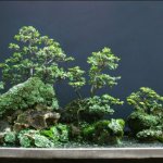 Bonsai (Yose-ue): Bonsai Gaya Hutan Yang Indah Untuk Dipelajari Kita Semua