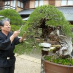 Kunio Kobayashi: Mengenal Lebih Dekat Pengalaman Sang Master Dengan Bonsai