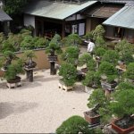 Museum Bonsai Syunkaen: Pengalaman Mempelajari Seni Tanaman Pot Di Edogawa Tokyo
