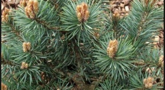 Bonsai Pinus SP: Mengenal Pohon Pinus Untuk Dijadikan Bonsai