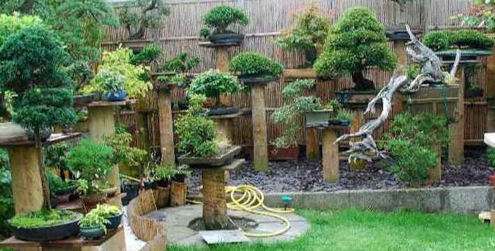 Desain Taman Bonsai : Inspirasi Untuk Menampilkan Kebun Bonsai Anda Terlihat Indah