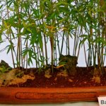 Cara Mudah Merawat Bamboo Indoors Untuk Diletakkan Pada Tempat Terbaik