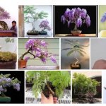 Bonsai Jacaranda (J. mimosifolia): Cara Merawat Pohon Bonsai Jacaranda Paling Simpel
