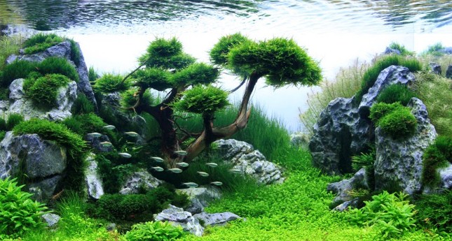 Bonsai Aquascape: Cara Mudah Menata Letak Aquarium Alam Tradisional