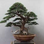 Bonsai Yew (Taxus, Taxaceae): Proses Perawatan Bonsai Super Mudah Dan Praktis