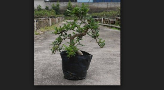 Bonsai Lada China (Xanthoxylum Piperitum): Cara Mudah Merawat Bonsai Lada Cina Bagi Pemula