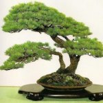 Pohon Bonsai: Rekomendasi Pohon Yang Baik Untuk Dijadikan Bonsai