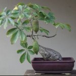 Bonsai Pohon Uang (Pachira aquatica): Cara Merawat & Panduan Pembuatan Bonsai Pohon Uang