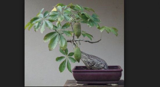 Bonsai Pohon Uang (Pachira aquatica): Cara Merawat & Panduan Pembuatan Bonsai Pohon Uang