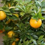 Cara Mudah Menanam Jeruk Clementine Yang Baik Untuk Bonsai Juga