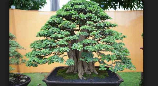 Bonsai Jepang: Budaya Keindahan & Nilai Mistik Miniatur Pohon