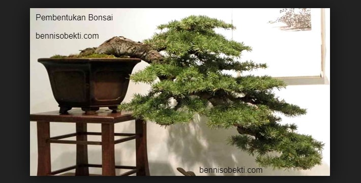 Tips Membuat Rencana Pembentukan Bonsai Untuk Pemula