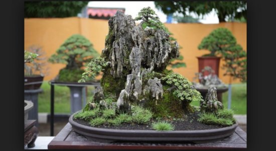Keindahan Alam & Estetika Seni Pohon Bonsai Yang Patut Kita Kagumi
