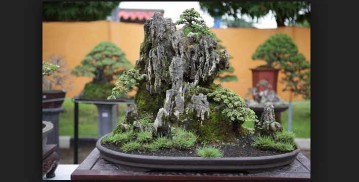 Keindahan Alam & Estetika Seni Pohon Bonsai Yang Patut Kita Kagumi