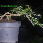 Tips Mengenal & Cara Pengawatan Pohon Bonsai