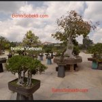 Pohon Bonsai Bernilai Jutaan Dolar Di Negara Vietnam