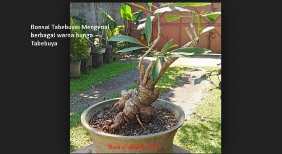Bonsai Tabebuya: Mengenal Pohon Tabebuya Berbagai Warna